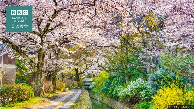 BBC媒体英语:今年日本的樱花提早盛开了,这可能是因为气候变化