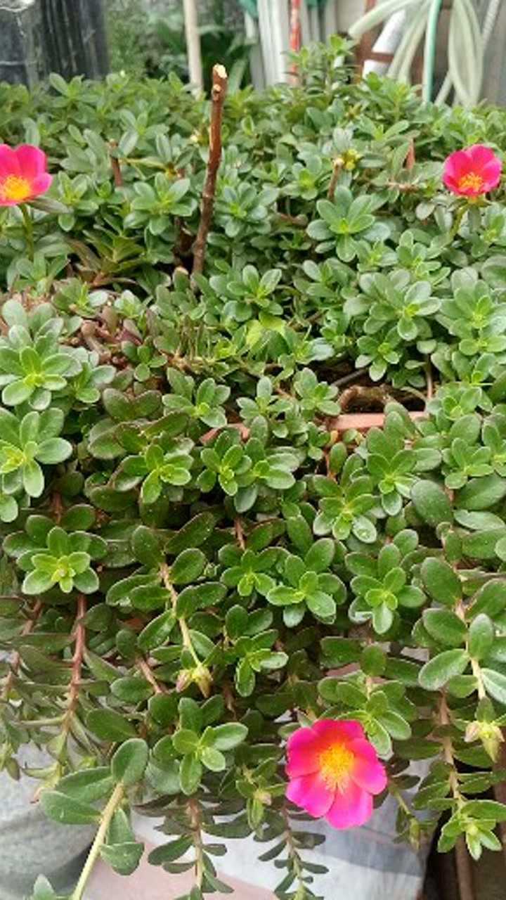 猪母菜栽茎种植