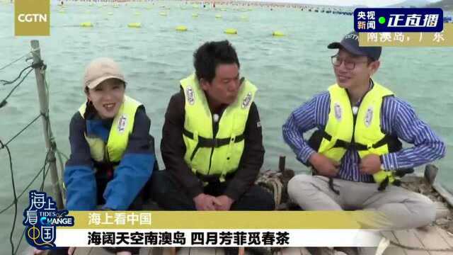 海上看中国 | 海阔天空南澳岛 四月芳菲觅春茶(改)