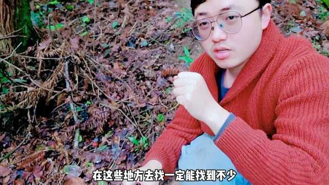 白芨在山里还是很多的,山里什么都有,就是不多没人发展起来