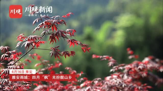 雨城:四月“枫”光扮靓山乡