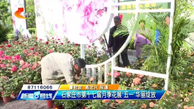 8个主题花坛!石家庄市第十七届月季花展“五一”华丽绽放