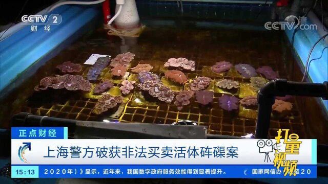 上海警方破获非法买卖活体砗磲案