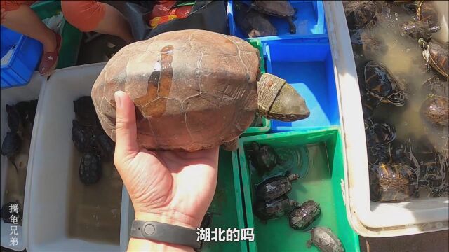 乌龟市场250一只墨龟,捡漏了吗?还有63一斤的大头草龟,值不值