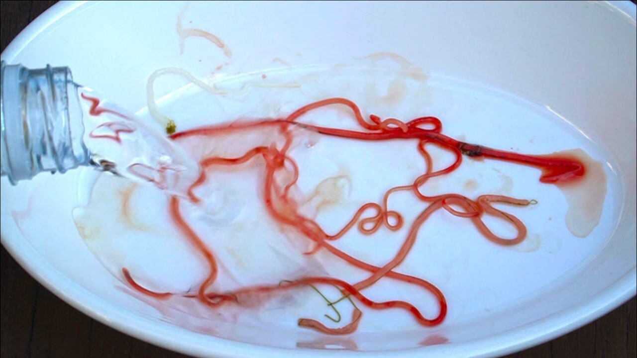 鱼体内的寄生虫一旦遇上自来水就会自爆噼里啪啦炸不停