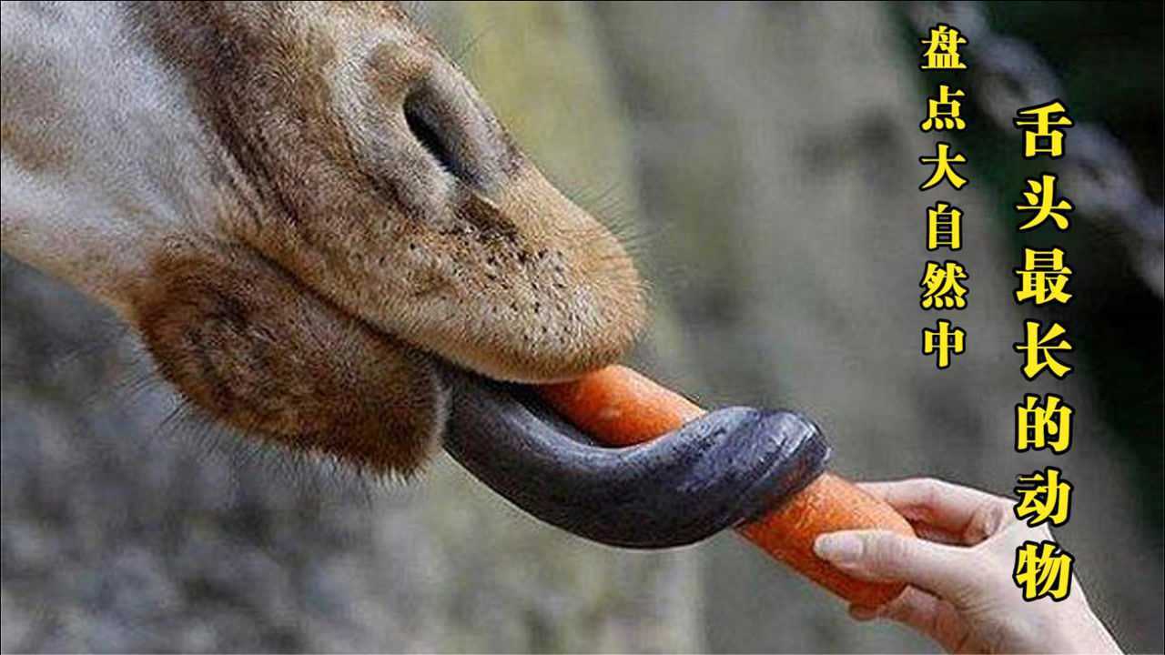 盘点世界上舌头最长的动物你知道谁的舌头能站50人吗