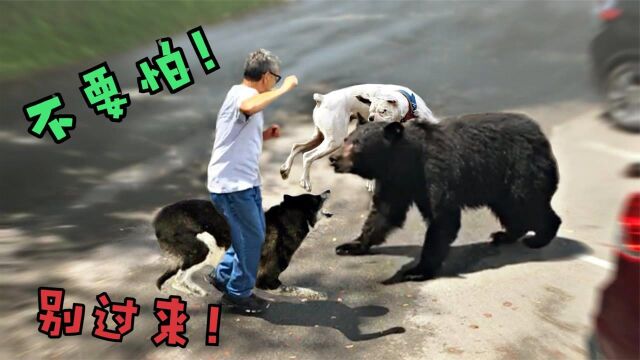 绝对可以保护你的6种狗,斗牛犬不惧威胁,却难挡人类幼崽魅力?