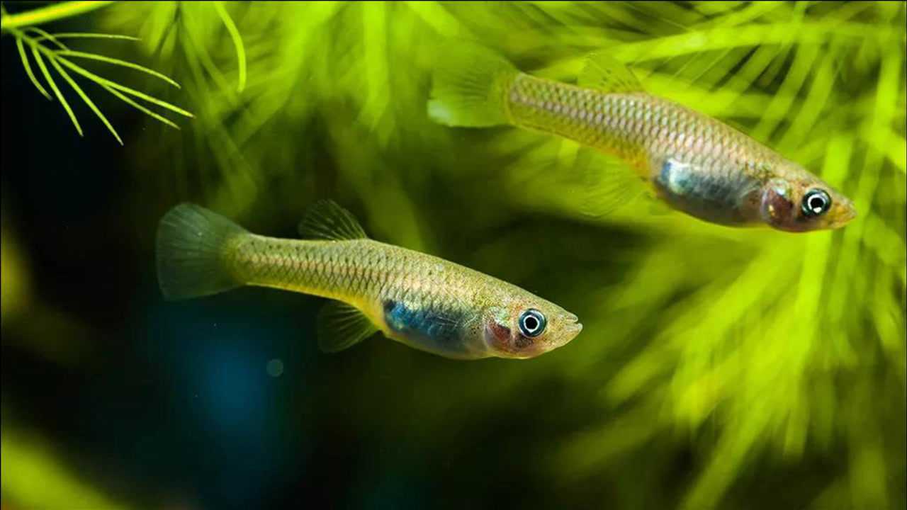 北美食蚊鱼入侵中国后泛滥,日食2000只孑孓,到底是好是坏?