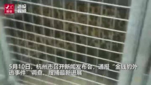 杭州3只金钱豹外逃细节公布 目前第三只仍在搜捕中