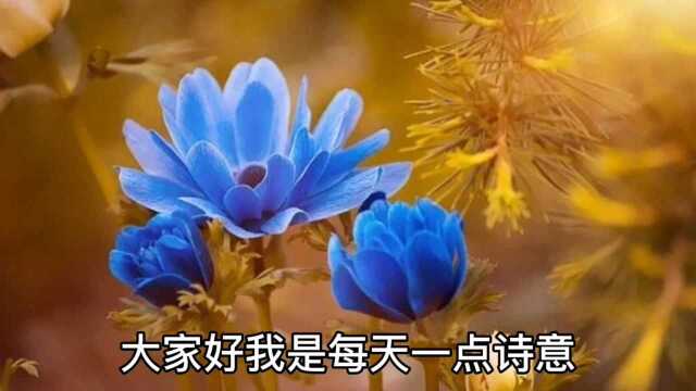 玻璃晴朗,桔子辉煌.诗意