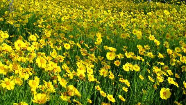 金灿灿的大花金鸡菊已经开了!花量大、花期长,想邀你去看