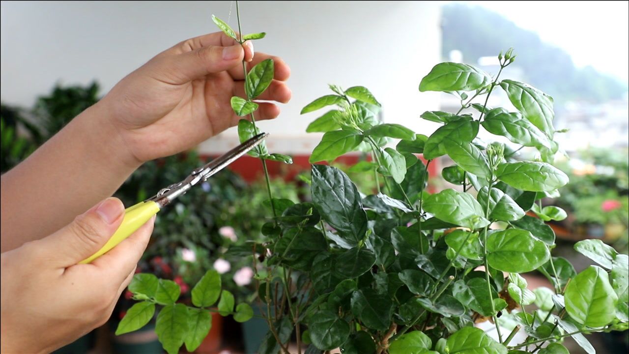 茉莉花有这种徒长枝条能直接修剪吗剪掉对开花有影响吗