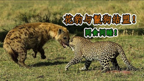 不可思议！花豹和鬣狗结盟，鬣狗不顾性命去救花豹！