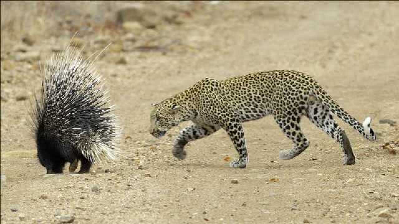 猎豹攻击豪猪,下一秒猎豹反应让人笑哭,豪猪:你这是来借箭的吧