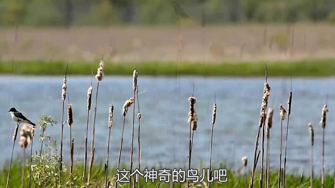 必胜鸟是老鹰的天敌?它真有什么"必胜"的绝招吗?