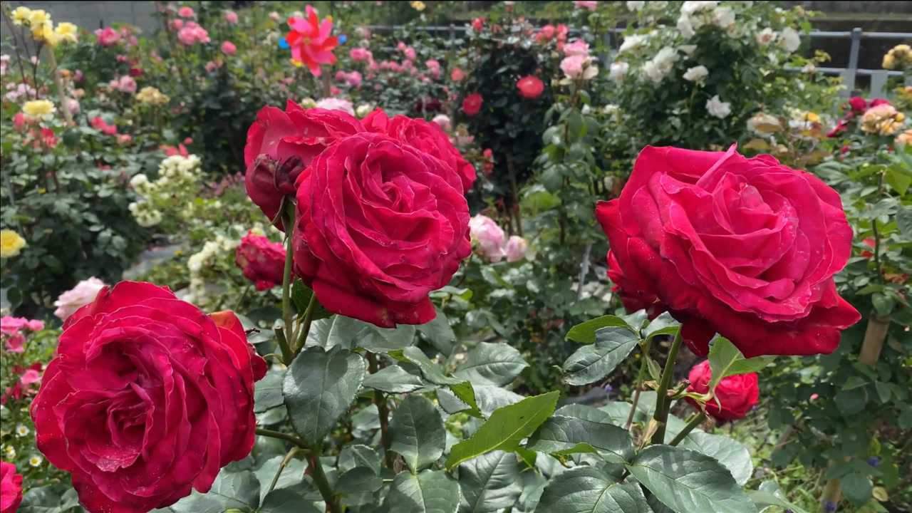 漂亮的玫瑰花美景实拍,玫瑰花风景欣赏