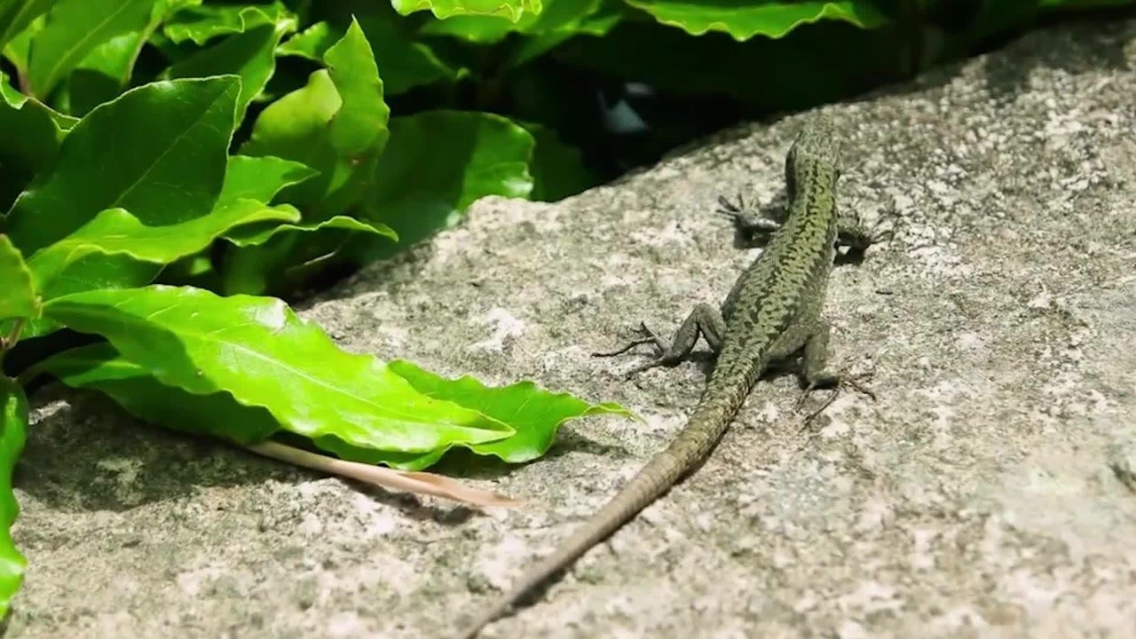 盘点动物界的"再生怪物",连心脏都可以再生的动物!太神奇了