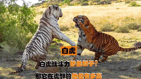 白老虎是怎么来的？它们在虎群的地位有多高？战斗力爆表秒杀狮子