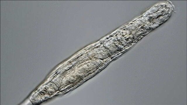 俄罗斯科学家成功复活2.4万年前冰冻轮虫,超强生命力堪比水熊