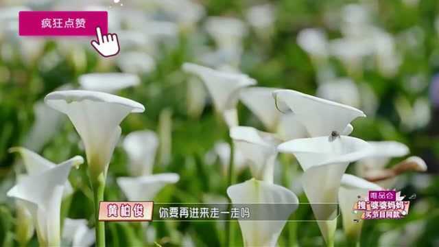 海芋花挺好看呀!