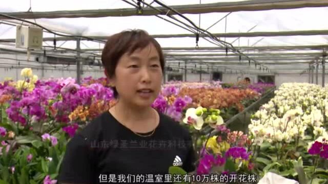 青州市:小小“花骨朵”夯实花卉产业支点 政企搭台唱响乡村振兴新特色