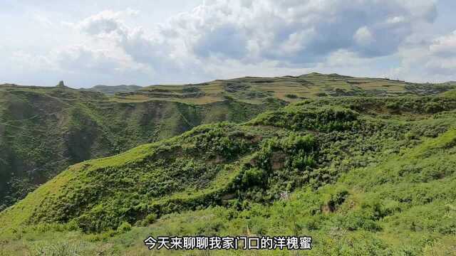 洋槐蜜我国品质最好也是最大出口蜜,为什么超市80%的是假蜂蜜