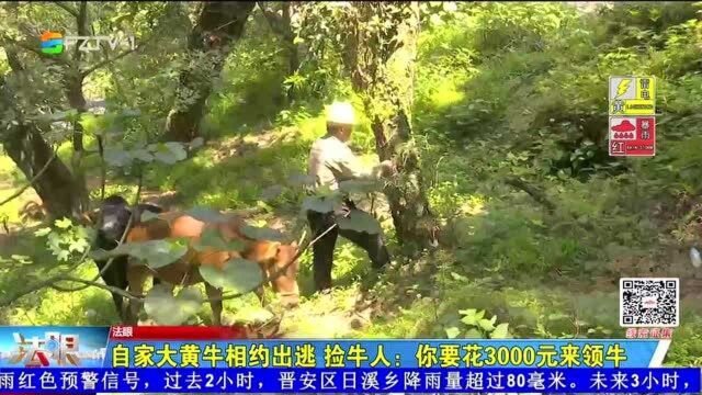 自家大黄牛相约出逃 捡牛人:你要花3000元来领牛