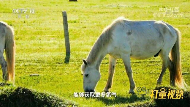 玛曲举办赛马大会,骁勇善战的伊犁马为何输给河曲马