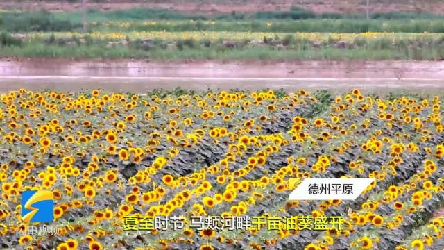 德州平原县马颊河畔千亩油葵盛开 满地金黄美不胜收