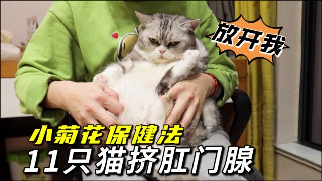 帮11只猫挤肛门腺,“岩浆”迸发一刻险被喷脸,酸爽!