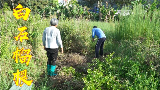 种植了10年的白石榴树,树根一斤价值300块,朋友一次性买5斤