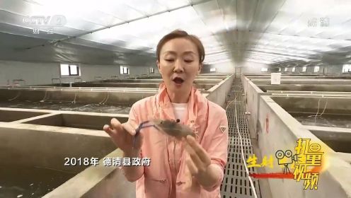 罗氏沼虾基地落户德清县，每亩产值达到两万元以上