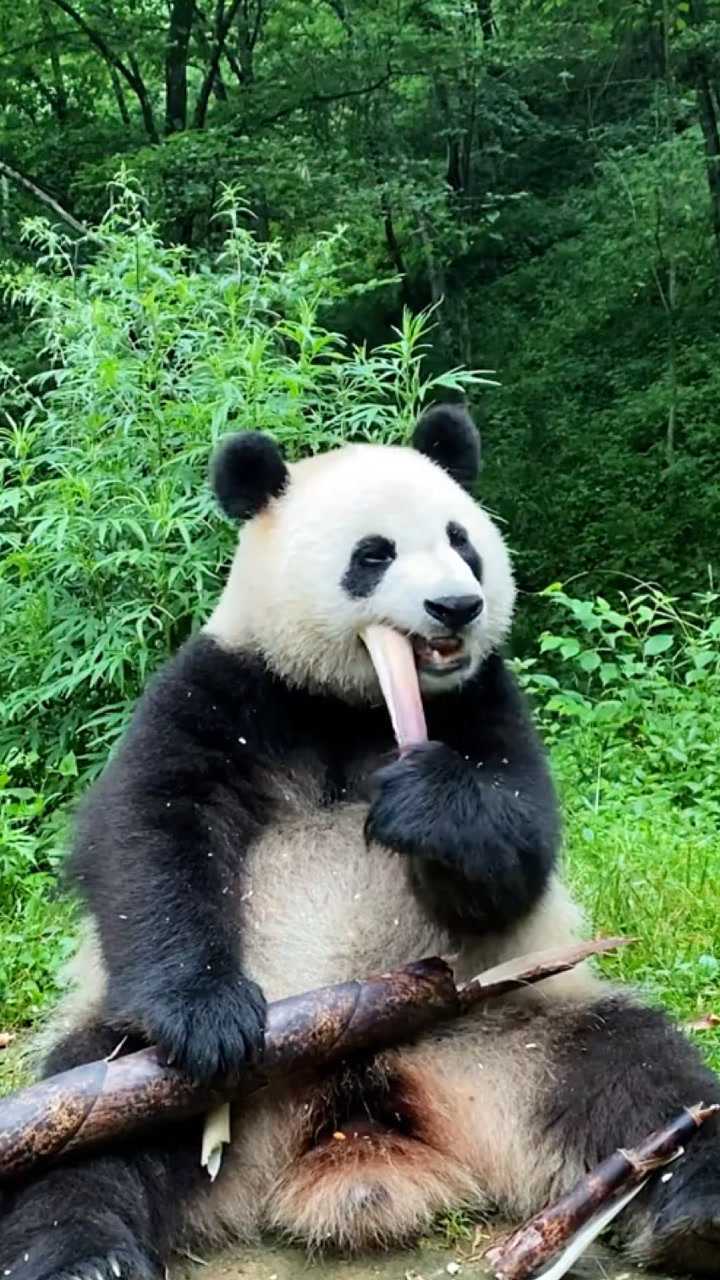 国宝熊猫吃东西看着真有食欲