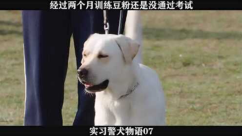 实习警犬物语07 经过两个月训练豆粉还是没通过考试