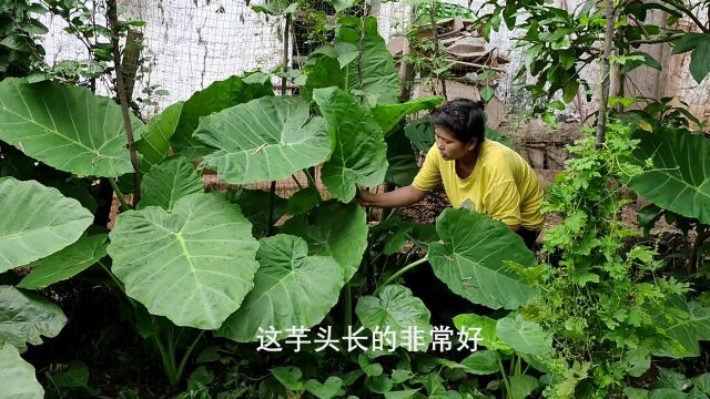 夏天客家人最喜欢吃的芋头梗,做法简单,酸辣爽口,开胃下饭