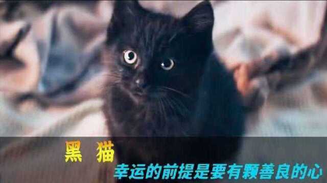 幸运的前提,是必须要有一颗善良的心,短片《黑猫》