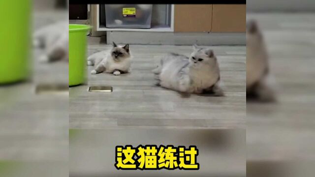 猫中武林高手大师