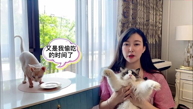 【帕妃麻麻】猫咪的碗碗多久应该洗一次?