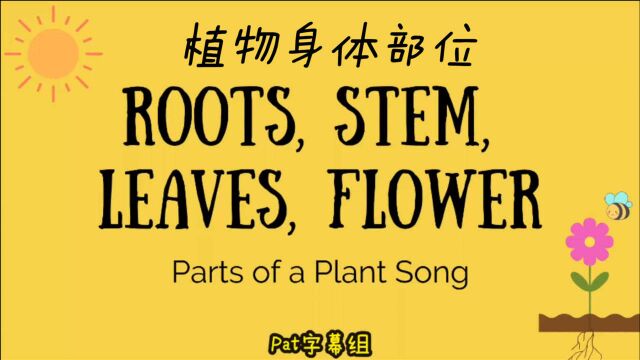 植物器官英语儿歌 根茎叶花 Parts of a Plant Song