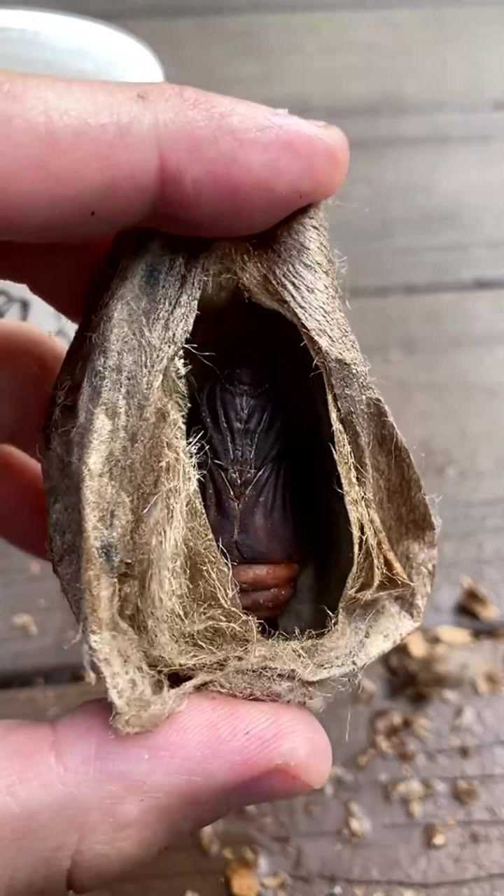 扑棱蛾子的养成,开局一颗卵,过程很心酸!