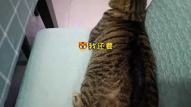 猫咪:你越打我,我越兴奋!来快点使劲,我怎么感觉这力道和按摩似的那