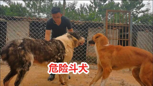 来自俄罗斯的斗犬高狼犬,重达100多斤,发怒连主人都控制不住