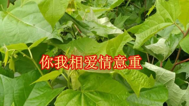 云南山歌《你我相爱情意重》经典山歌对唱,民间小调