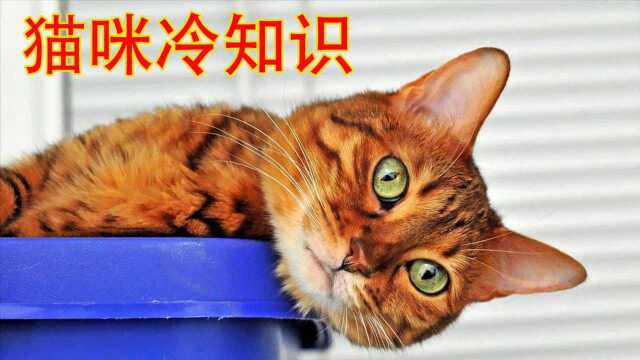 11个猫界冷知识,你对猫咪了解多少?