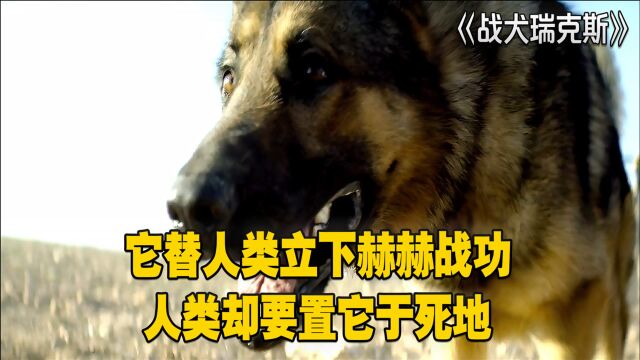 战犬瑞克斯:它替人类立下赫赫战功,人类却要置它于死地