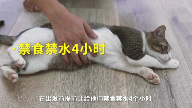 猫咪绝育妈妈级攻略,全程细节不心慌!猫咪绝育费用和注意事项