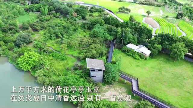 广州海珠湿地:映日荷花别样红