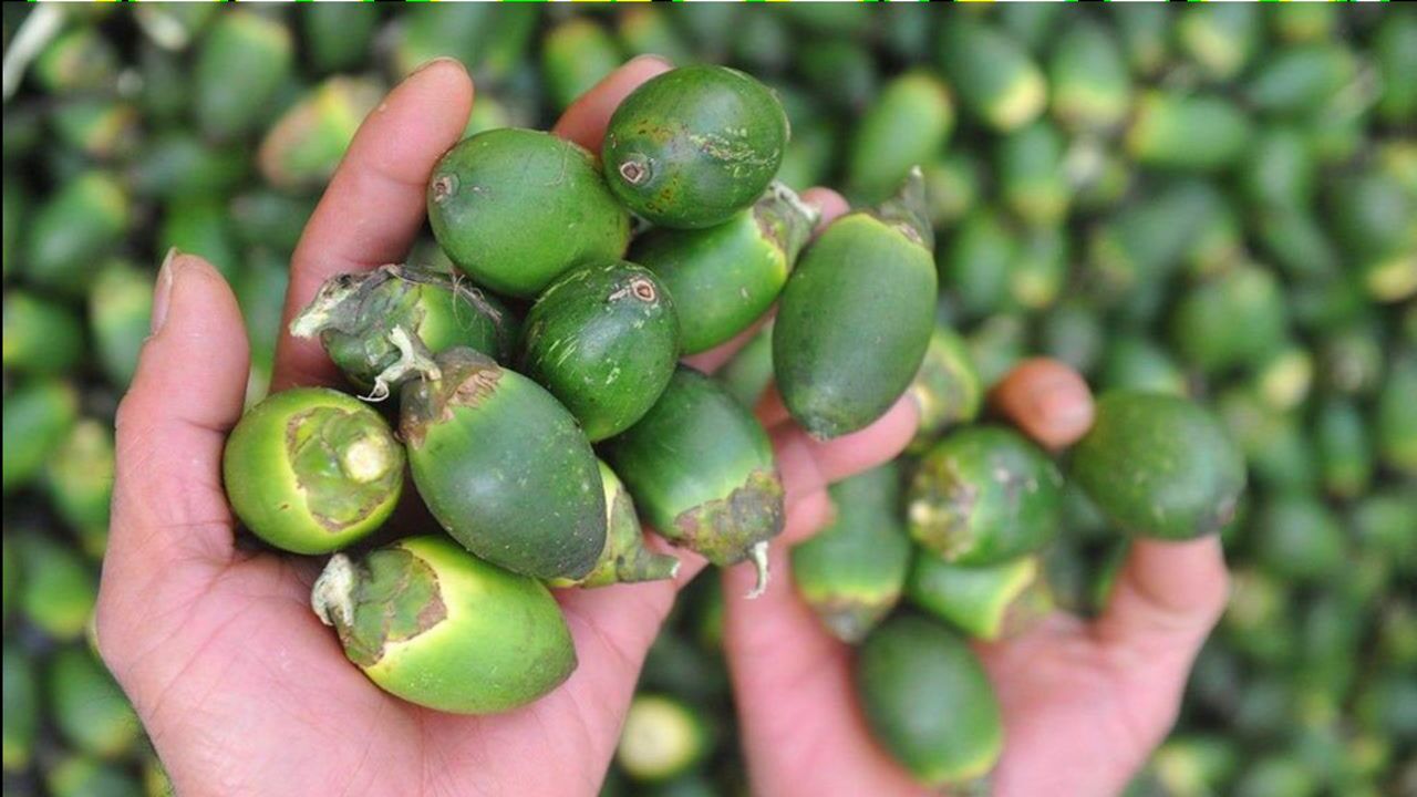 国际公认的软性毒品槟榔6000万中国人却嚼个不停偏不听劝