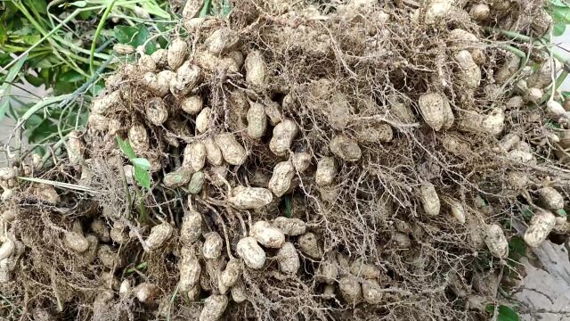 实拍:农村花生成熟了,阿霞和家人地里拔花生现场,过程非常欢乐