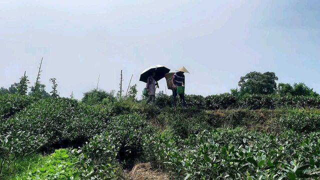 雅安茶农是怎样手工采茶叶的,这么热的天,依然坚持采茶叶